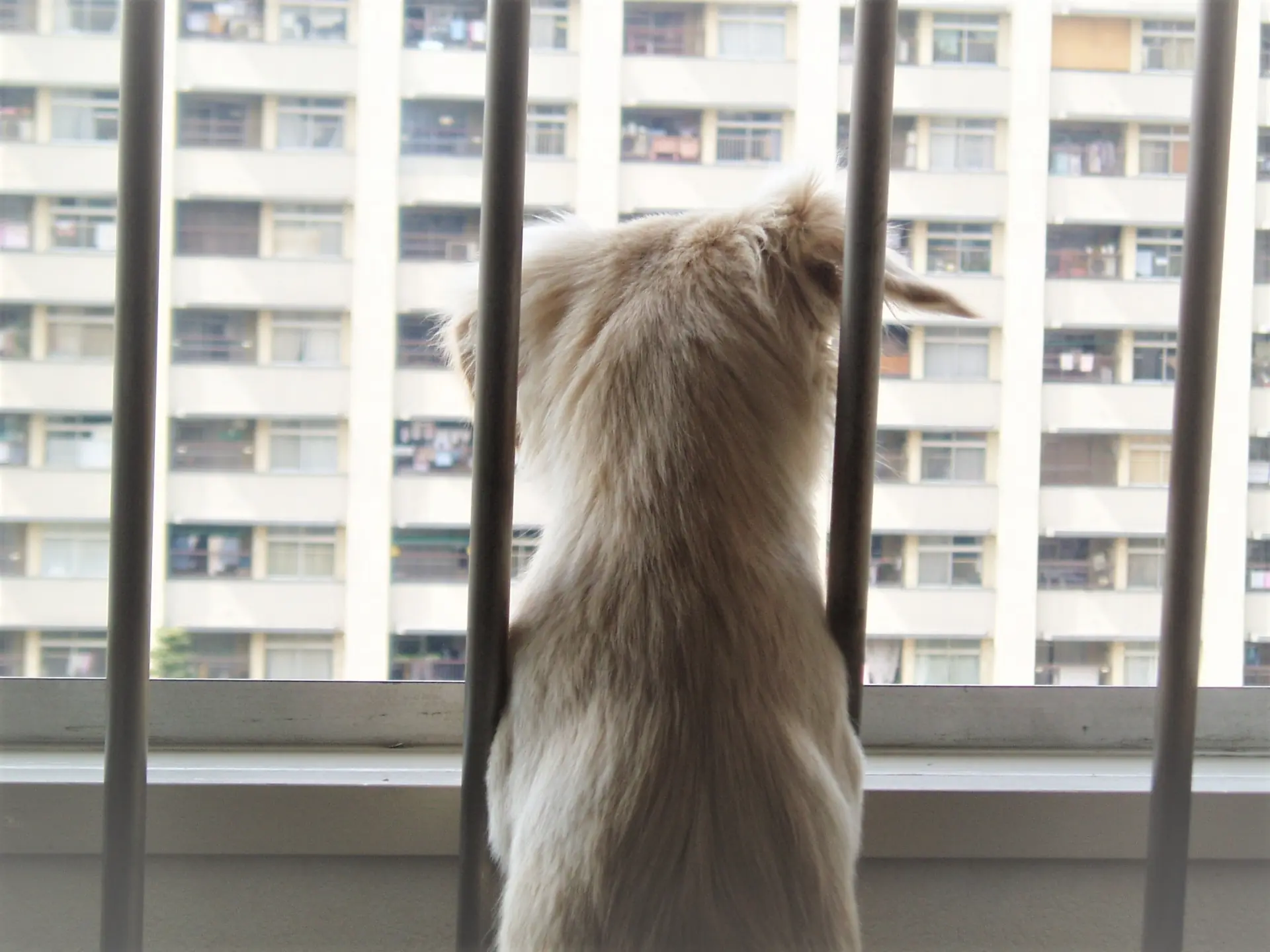 県営住宅や市営住宅でもペットは飼えますか？